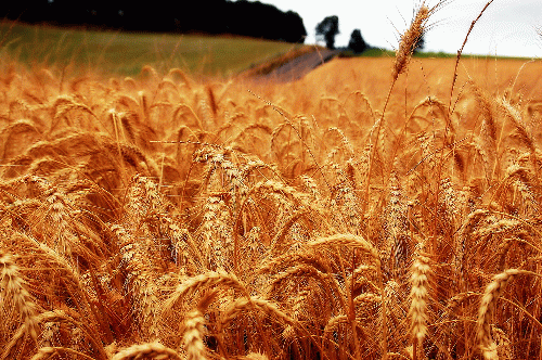 Wheat