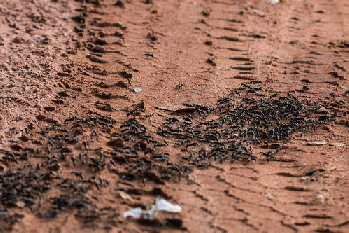 Ants, From FlickrPhotos