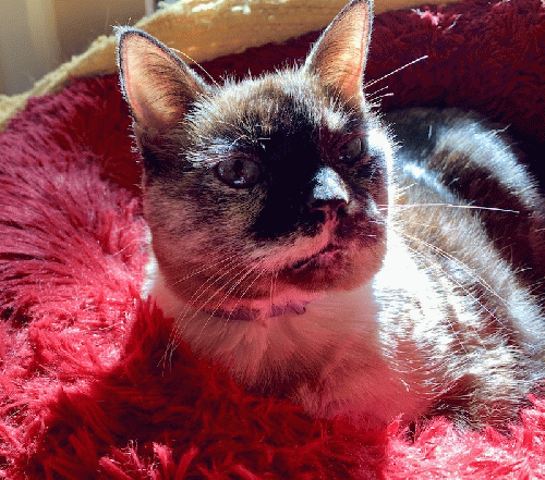 Sassy sees red as war monger lies proliferate., From Uploaded