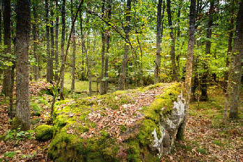 In the forest, From FlickrPhotos