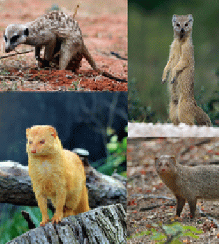 Mongoose collection. No, its' not a meerkat, nor does it fly., From WikimediaPhotos