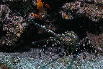 Lobster, From FlickrPhotos