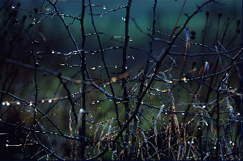 Twinkling twigs, From CreativeCommonsPhoto