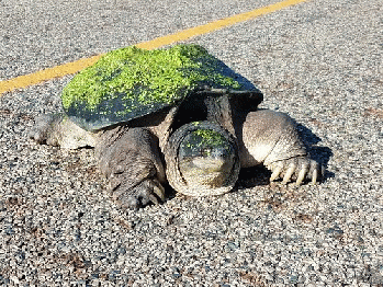 Snapping Turtle Lake Andes Wetland Management District South Dakota, From FlickrPhotos