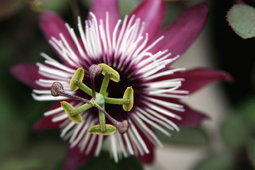 Flower like clock face, From CreativeCommonsPhoto