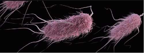 Figure 1: E. coli infections kill 73,000 people in the US every year., From Uploaded