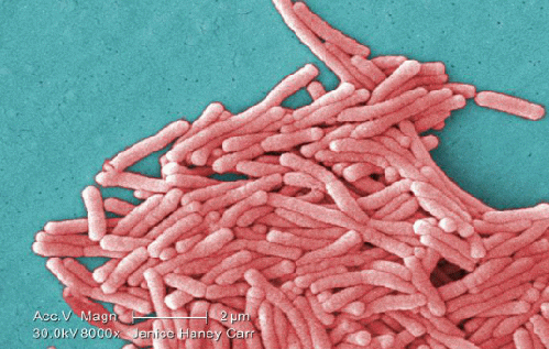 Figure 3: Legionella.