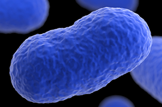 Figure 1: Listeria Bacterium., From Uploaded