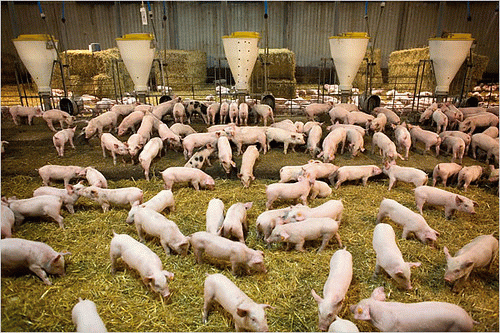 Factory Farming Pigs, From CreativeCommonsPhoto