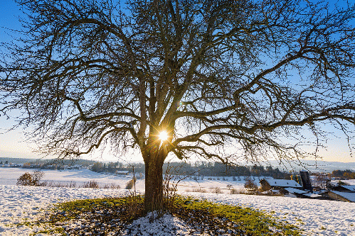 Winter tree, From CreativeCommonsPhoto