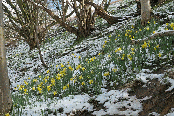 Farndale Daffodil Walk, From FlickrPhotos