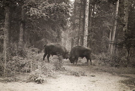 Once extinct in the wild, Bison romp in the Bia?owie?a Forest