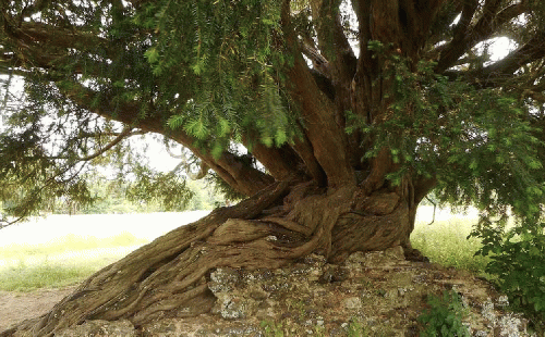 The Waverley Abbey Yew, winner of Tree of the Year 2022.