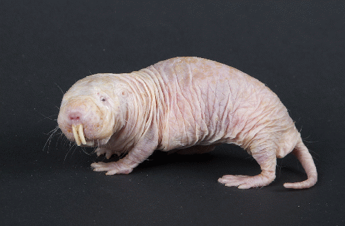 Naked Mole-Rat 20th Anniversary at the Smithsonian's National Zoo
Research has found Mole rats can live 40 years-- and they've discovered why and transferred it, successfully, to mice, From CreativeCommonsPhoto