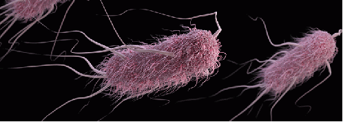 Figure 8. Killer E. Coli due to water main breaks ('The CDC Should Stop Drinking-Water Dangers - Stop E. Coli and Listeria Disease Outbreaks and Lead and Copper Poisonings!').
