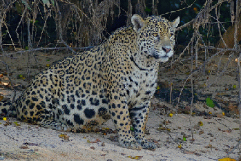 Jaguar (Panthera onca) female on the river bank ...