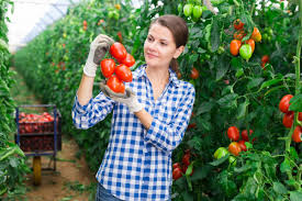 vine ripe tomatoes, From Uploaded