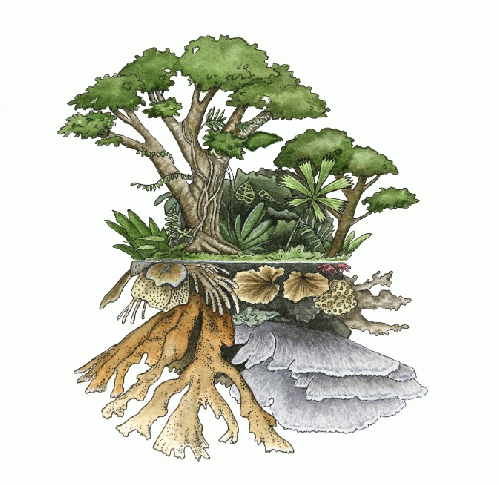 Reef-forest, water color by Julia Barnes, From Uploaded