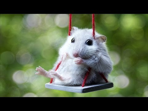 Cute Mouse Videos - Funny Mice Compilation NEW Very cute little animals. Hope you like our compilation, please share it and subscribe! Watch also our other videos! Subscribe Sad Cat to get newest video ...