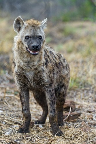 Waiting spotted hyena