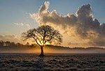 Lone Tree, From PixabayPhotos