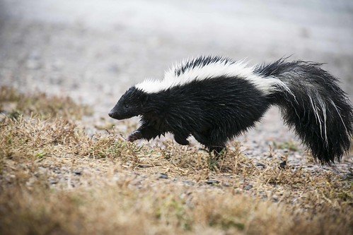 Striped skunk, close, From FlickrPhotos