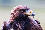Golden Eagle, From PixabayPhotos