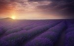 Lavender, From PixabayPhotos