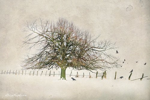 winter tree, From FlickrPhotos