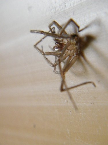Dead spider in shed, From FlickrPhotos