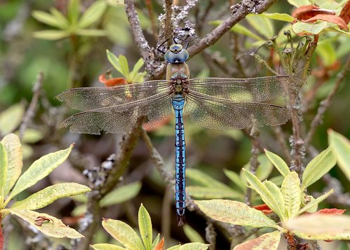 Emperor Dragonfly Emperor Dragonfly