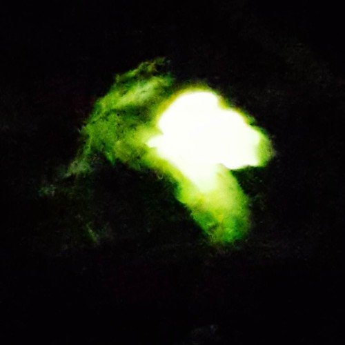 Firefly