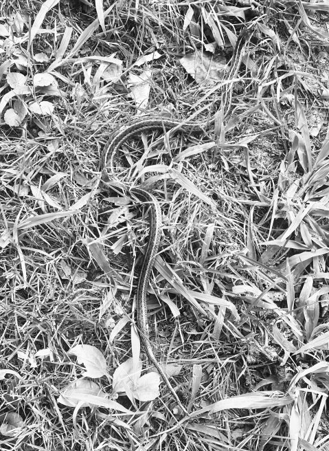 Is that a snake in the grass, or a Communist!?